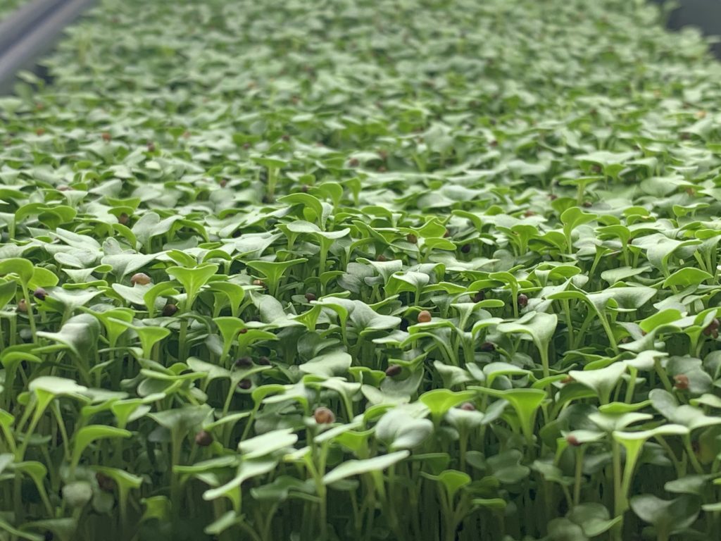 Lost Weekend Farms photo 4