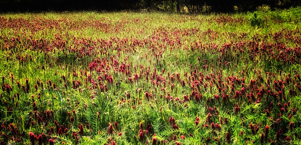 Lost Weekend Farms photo 23